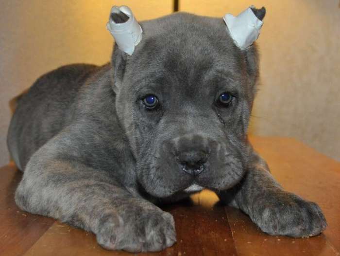 Perrito con curita en orejas 