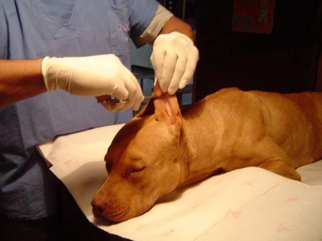 Amputación de orejas a perro pitbull 