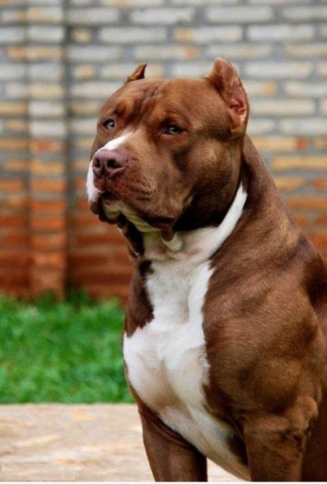 Pitbull orejas cortas 