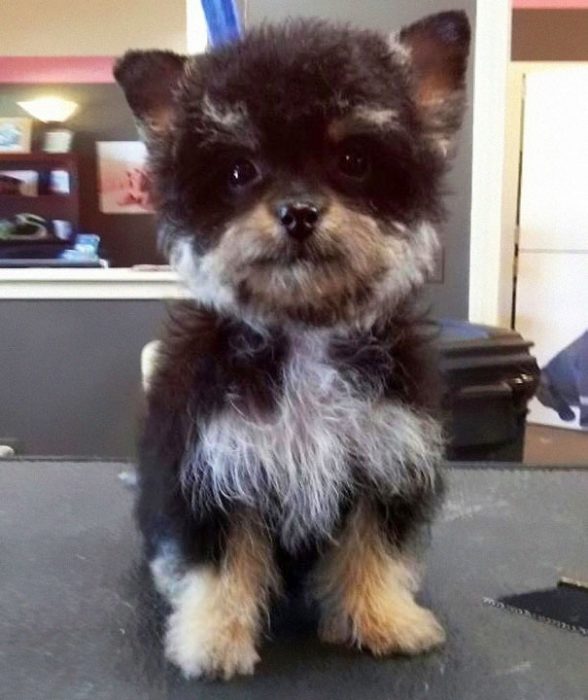 perro mezcla de Yorkshire Terrier y Poodle