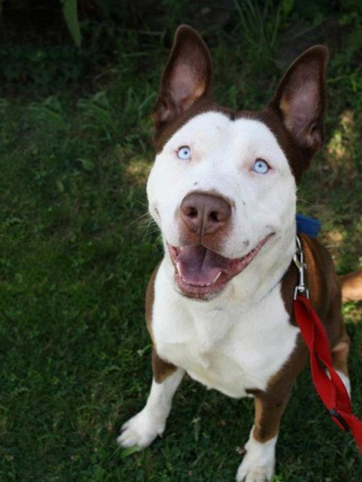 Perro mezcla de Pitbull & Husky