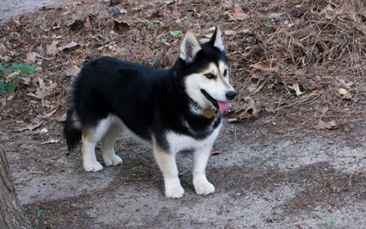 Perro mezcla de Corgi y Husky