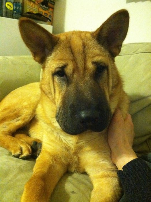 perro mezcla de pastor alemán y Shar-pei