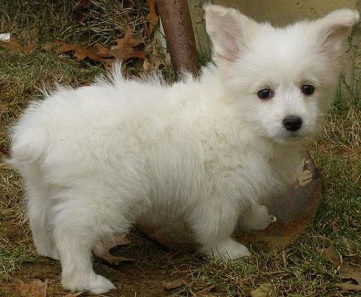 perro mezcla de Poodle y Corgi