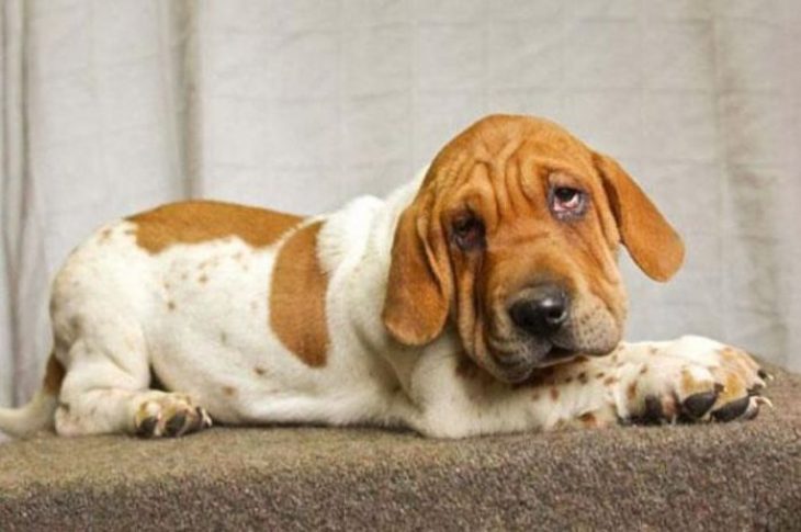 Perro mezcla de Basset Hound y Shar-Pei