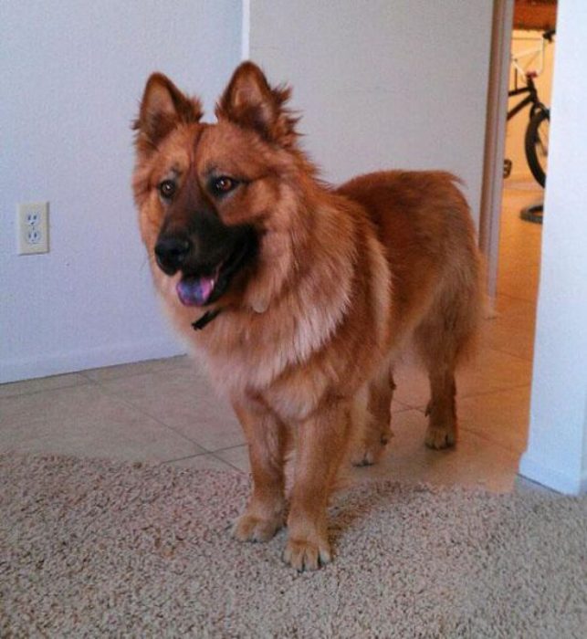 Perro mezcla de Chow Chow y Pastor Alemán