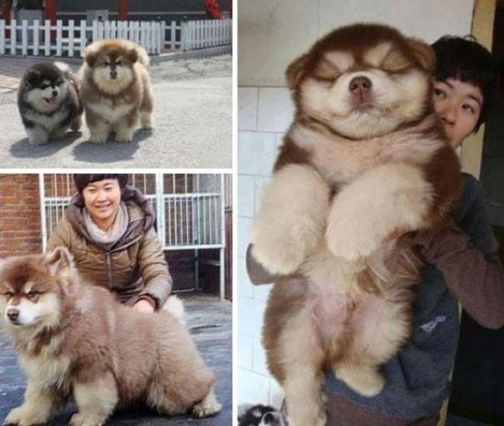 Perro mezcla de Chow Chow y Husky