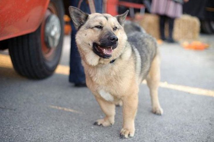 Perro mezcla de Corgi y Pastor Alemán