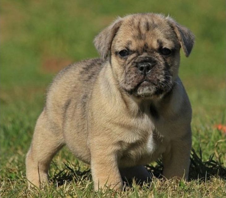 perro mezcla de Basset Hound y Shar-Pei