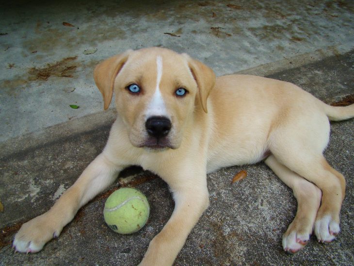 Cachorro mezcla de Labrador y Husky