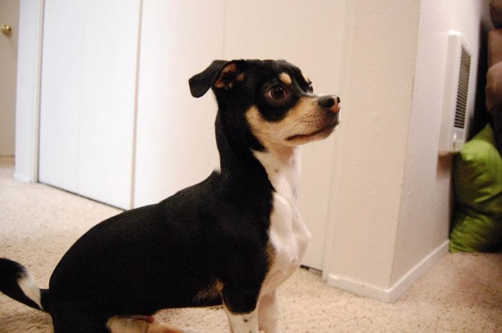 Perro mezcla de Chihuahua y Dachshund