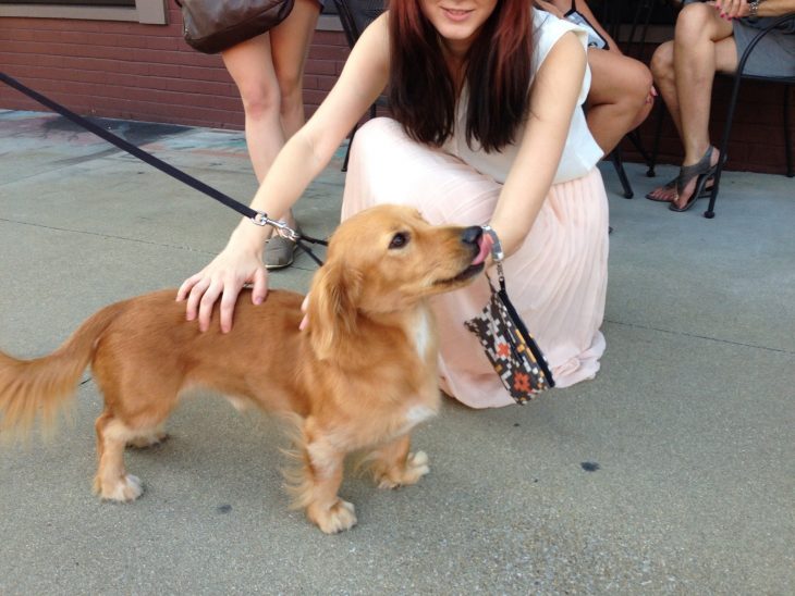 Perro con su dueña mezcla de Dachshund y Golden Retriever