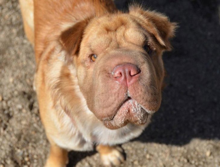 Perro mezcla de Shar-pei y Cocker Spaniel