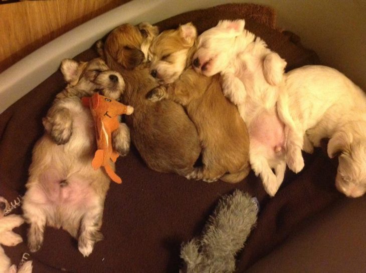 Cachorros dormidos mezcla de West Highland white terrier y Yorkshire terrier