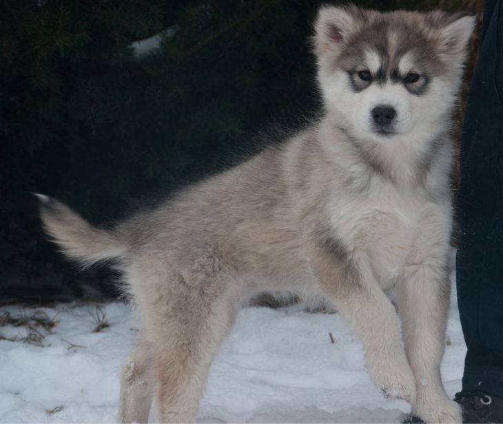 perro en la nieve mezcla de Husky Siberian y Alaskan Malamute