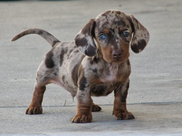 Perro mezcla de Dachshund y dálmata