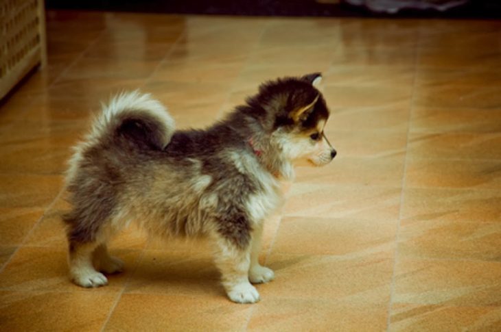 Perro mezcla de Pomeranian y Husky