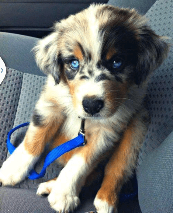 Perro mezcla de Siberian Husky y Golden Retriever