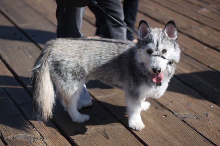 Perro mezcla de Corgi y Husky