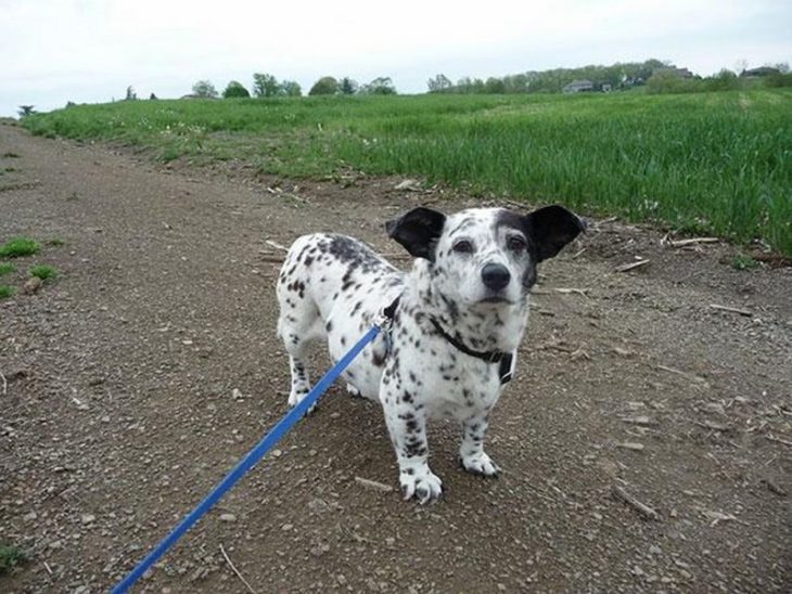 Perro mezcla de Corgi y Dálmata