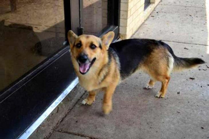 Perro mezcla de Corgi y Pastor alemán