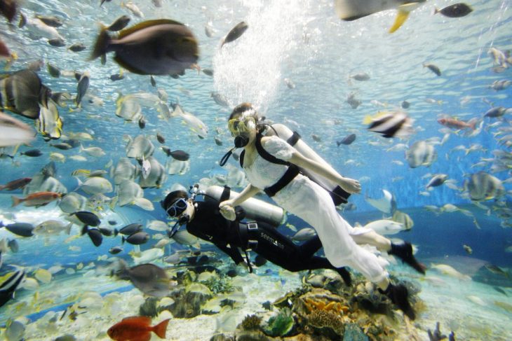 buzos vestidos de novios con peces a su alrededor 