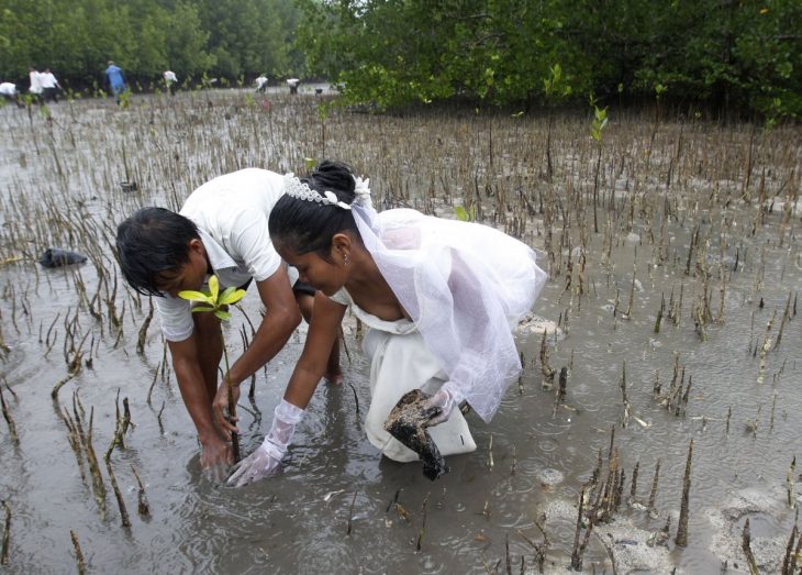 novios plantando un árbol en medio de un pantano