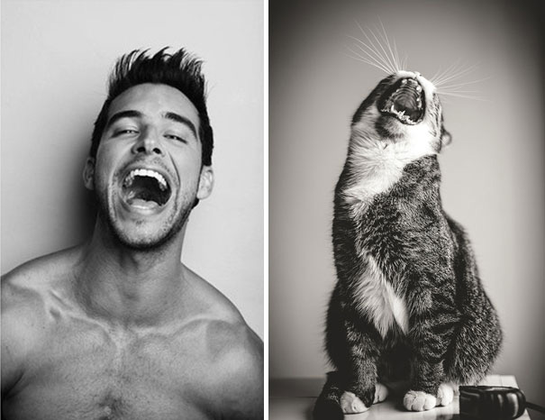 gatos y hombre con la boca abierta gritando 