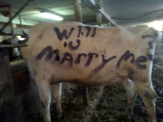 vaca con letras en su piel que dicen quieres casarte conmigo 