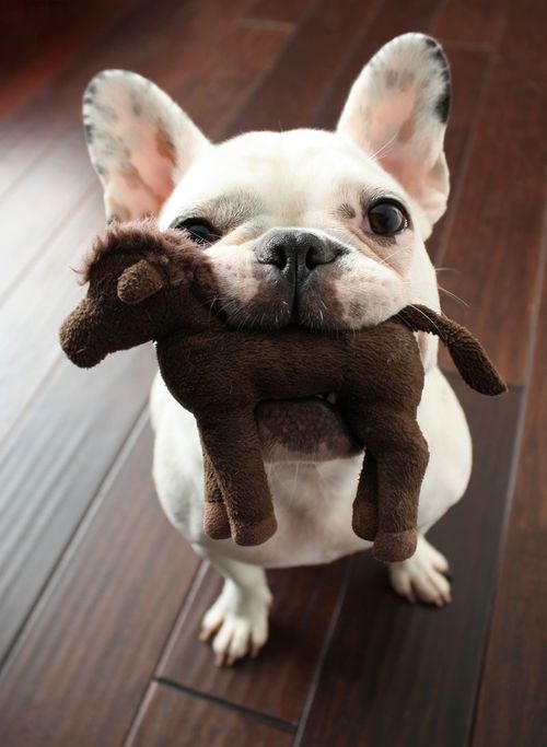 cachorro sosteniendo un caballo de peluche en su hocico 