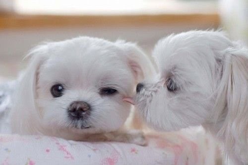 cachorros de color blanco recostados sobre una cama y lamiéndose las orejas 