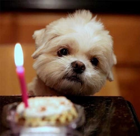 perrito frente a un pastel con vela de cumpleaños 