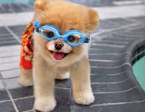 perrito al lado de una piscina usando lentes y traje de baño 