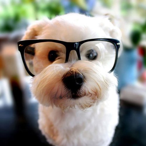 perrito con lentes en la mesa del jardín de una casa 