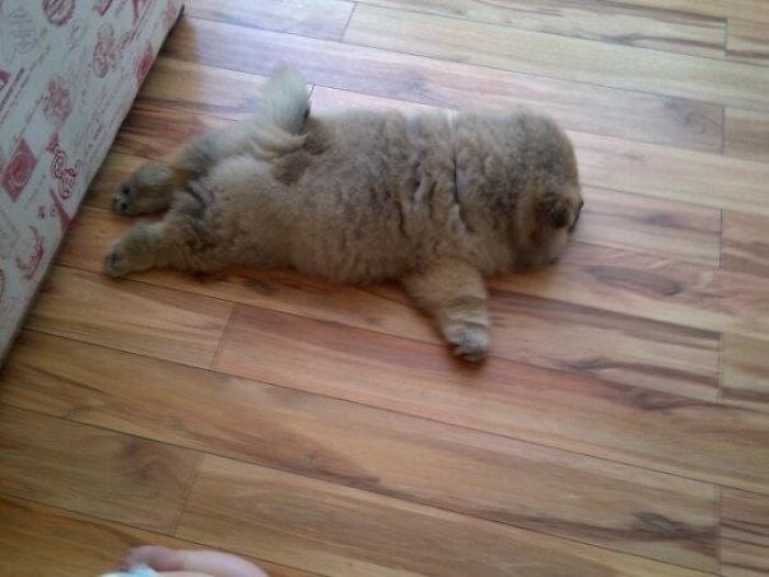 perrito recostado sobre el suelo con su cuerpo extendido 