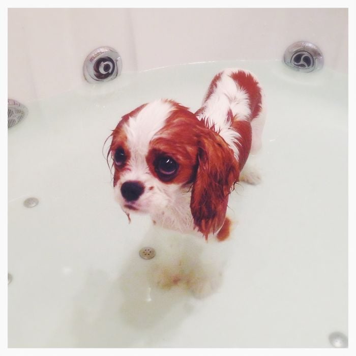 cachorro en la bañera tomando una ducha 