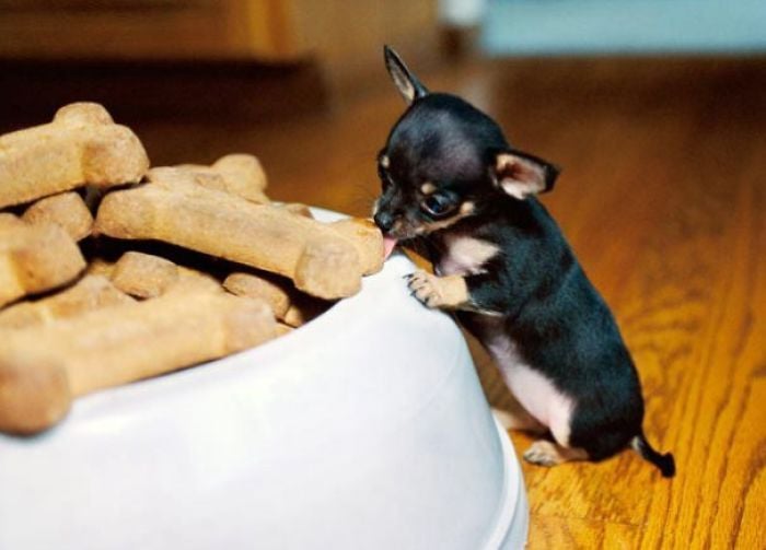 perrito chihuahua miniatura tratando de comer un hueso de galleta