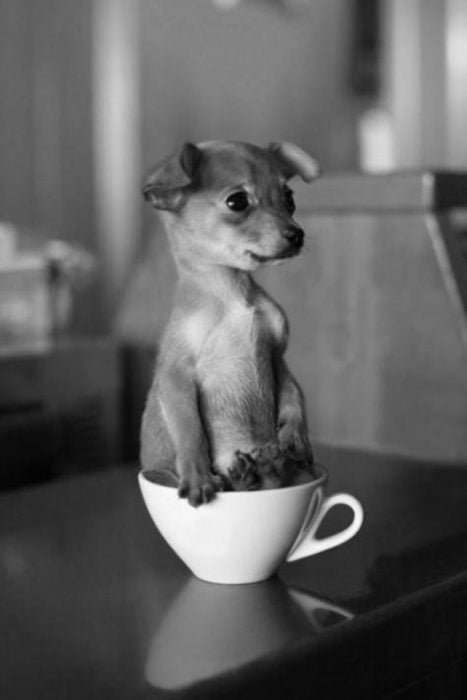 perrito chihuahua dentro de una taza 