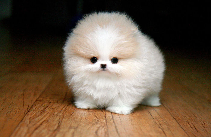 cachorro pomerania 