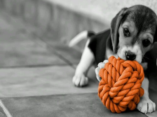 perrito jugando con una pelota color naranja 