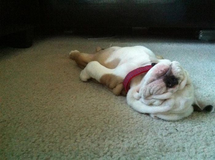 cachorro recostado en la alfombra en posición boca arriba