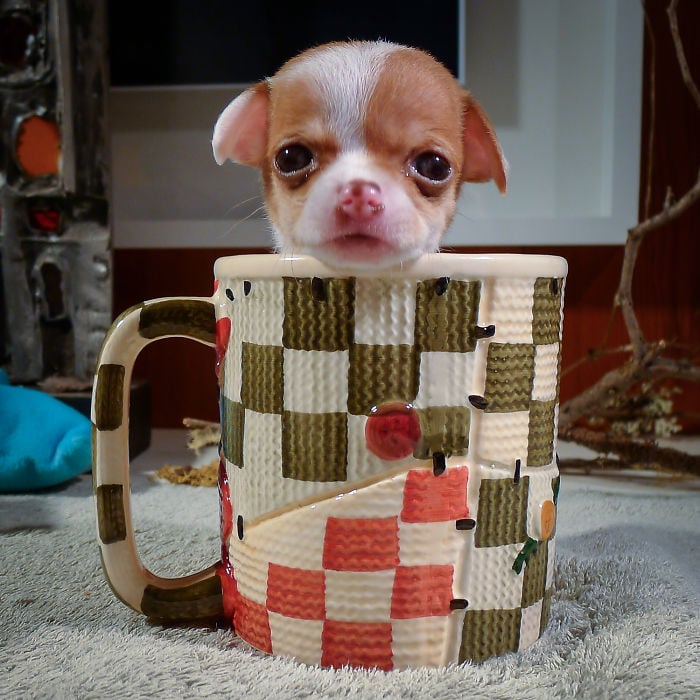 cachorro chihuahua dentro de una taza 