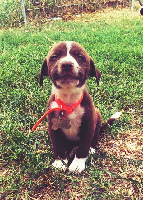 perrito sentado en el jardín sonriendo a la cámara 