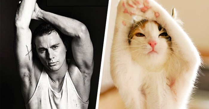 20 Tiernos gatos imitando las poses de hombres guapos
