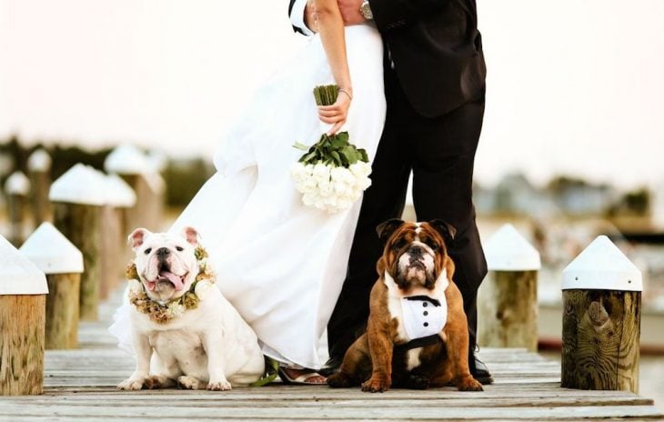perros en una boda