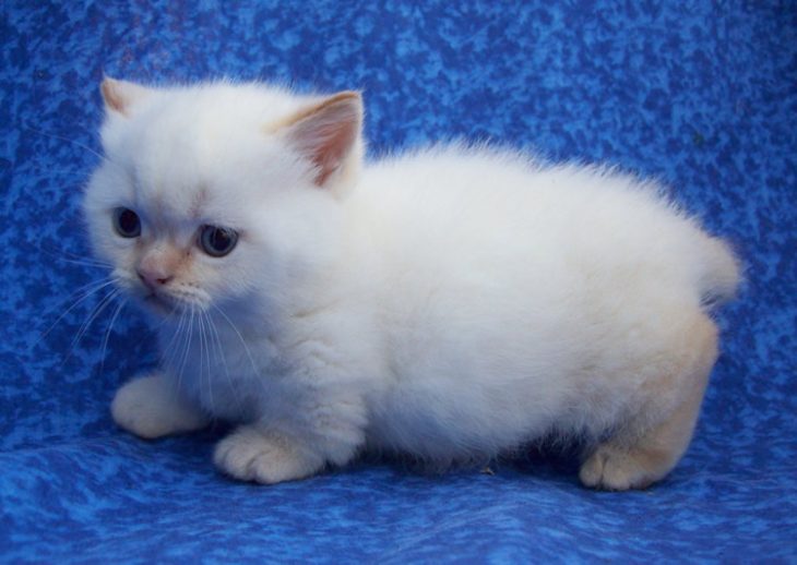 Gato Munchkin bebé blanco y esponjado 