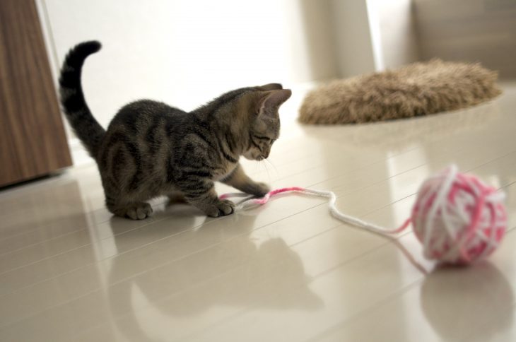 Gato Munchkin jugando con un hilo 