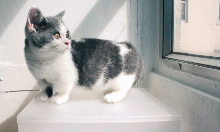 Gato Munchkin gris con blanco en una ventana 