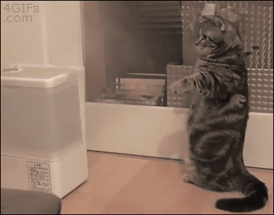 GIF gato Munchkin jugando con vapor