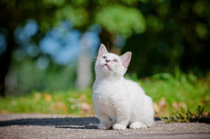 Gato Munchkin blanco con colores de primavera 